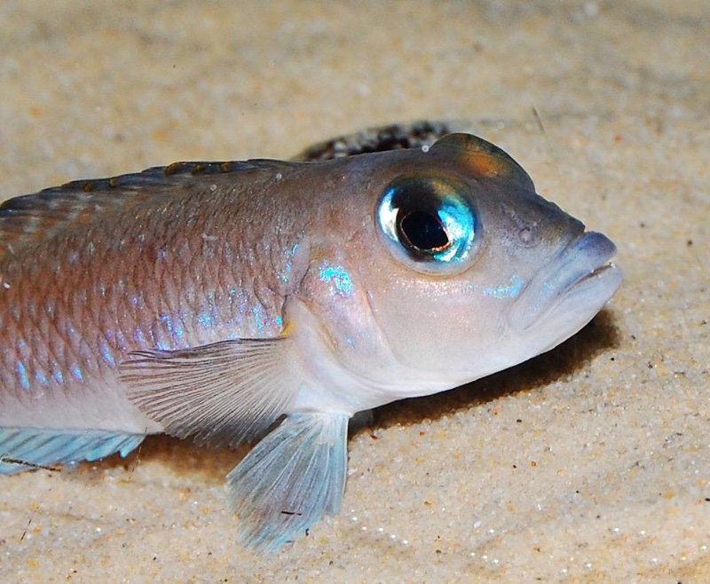 Lamprologus sp. 'ornatipinnis zambia'